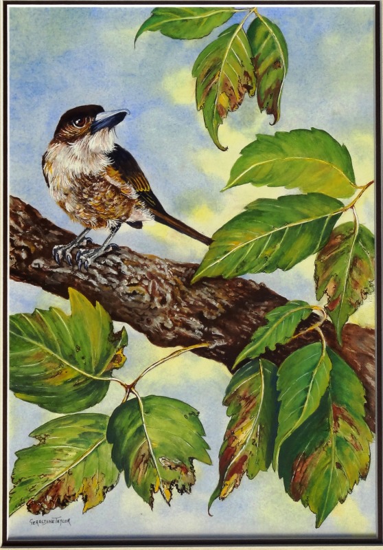 A Change in the Air Gouache (Young Butcher Bird)
