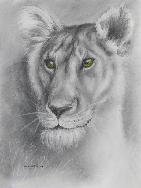 Lady in Waiting 1 (lioness) - Pencil SOLD