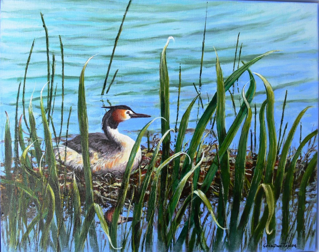 "Lakeside Luxury" Crested Grebe (Acrylic painted on stretched canvas) SOLD