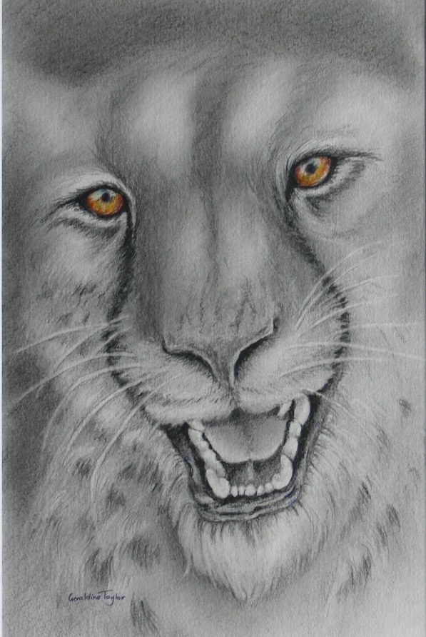 Let's Party (Cheetah) - Graphite and pencil SOLD