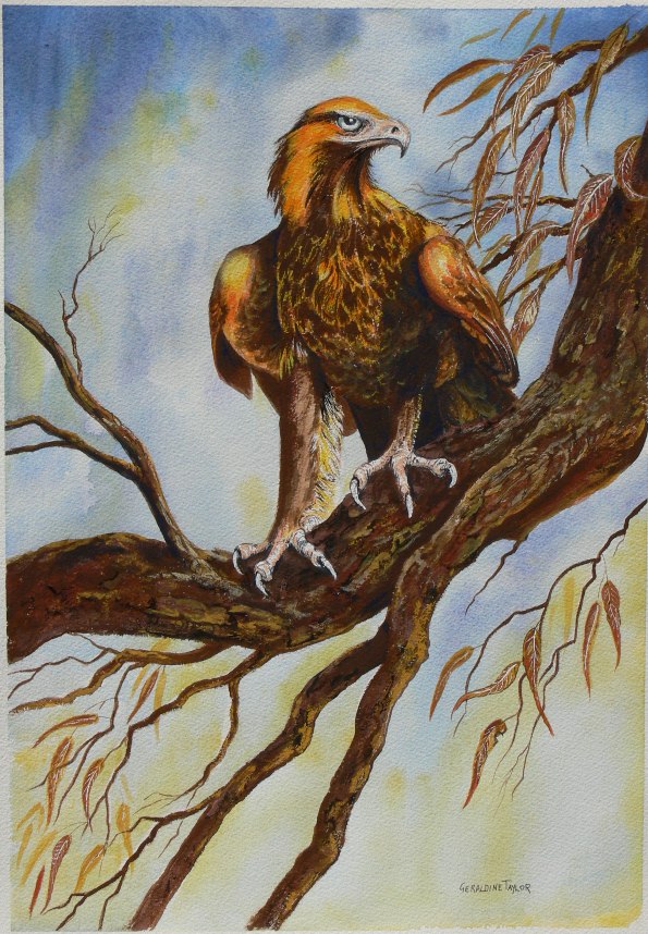 Positional Power - Wedgetail Eagle (Gouache) SOLD